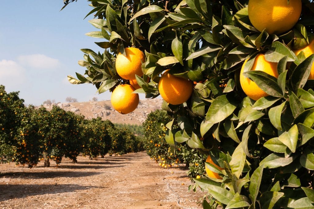 Food, Beverage & Citrus Ripe oranges on trees in a citrus grove